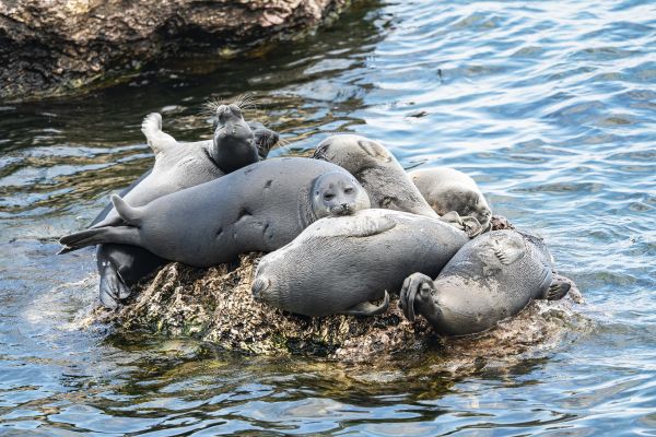 Экскурсия на Ушканьи острова к лежбищу нерп из Улан-Удэ
