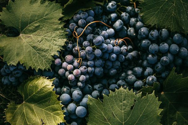 Экскурсия с дегустацией на Дербентскую винодельческую компанию