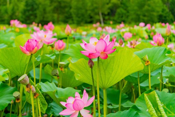 Экскурсия на озеро лотосов в Галкино из Хабаровска