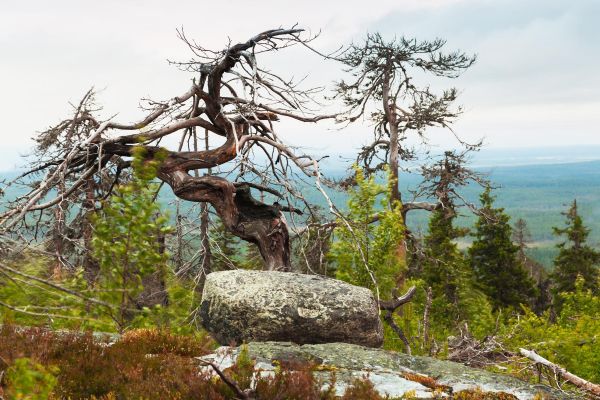 Джип-тур на 2 дня к озеру Пизанец, горе Воттоваара и водопаду Кивач
