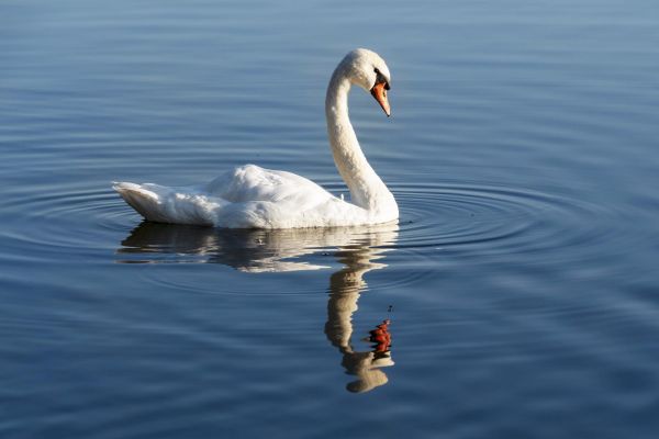 Экскурсия в Изборскую крепость из Пскова