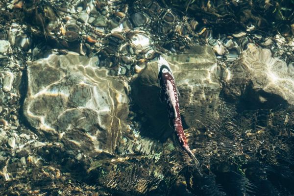 Рыболовный тур на Камчатку на 6 дней