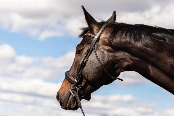 Экскурсия на конный завод «Восход»