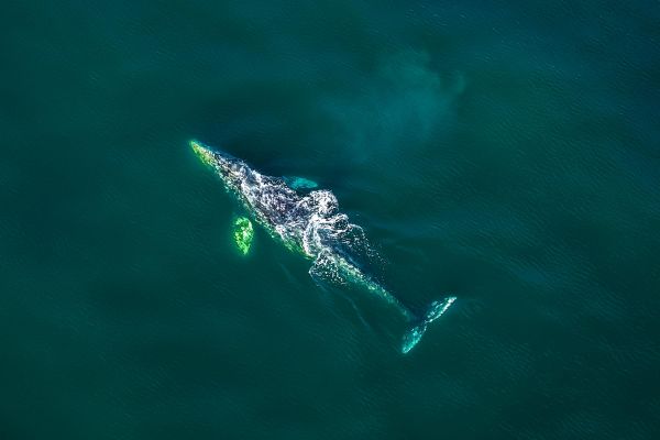 Остров Врангеля, белые медведи и киты: тур на Чукотку на 5 дней