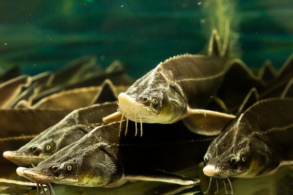 Экскурсия на осетровую ферму под Астраханью