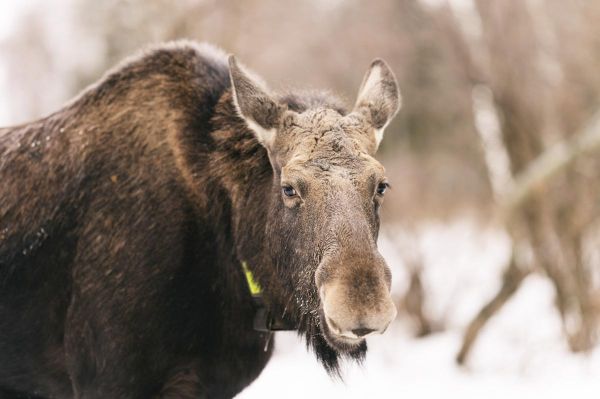 Экскурсия на Сумароковскую лосиную ферму
