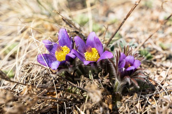 Тур в Тыву на 4 дня: гора Хайыракан, Долина Царей и места силы