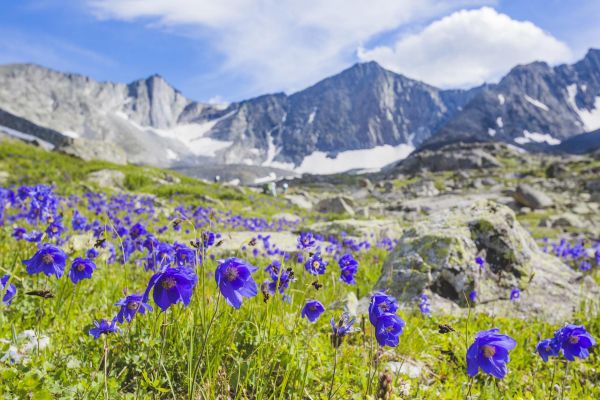 Тур на Алтай на 6 дней в глэмпинг у Талдуринског﻿о ледника