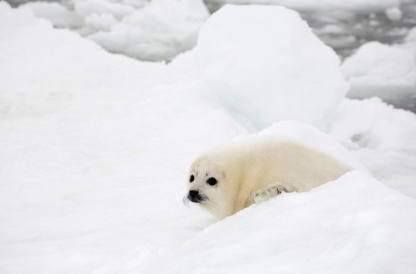 Фотоохота за детенышами тюленей: вертолетный тур из Архангельска