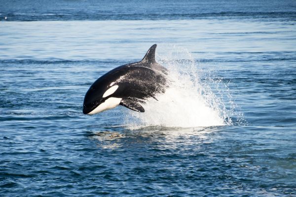 Тур на Камчатку: косатки, Мертвый лес и все вулканы за 10 дней