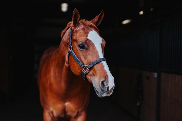 Конный тур в КЧР: 3 дня в живописном ущелье реки Мара