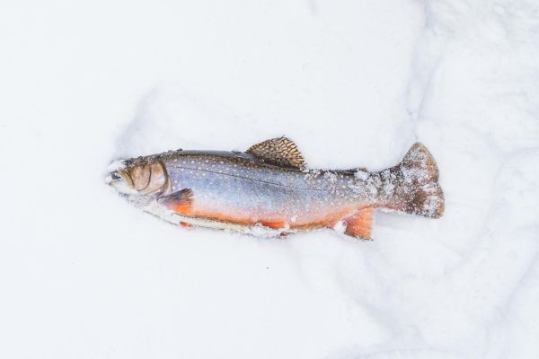 Зимний тур на Сахалин на 5 дней с рыбалкой и снегоходами