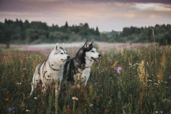 Экскурсия в питомник хаски в Суздале