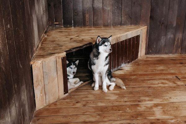 Экскурсия в питомник хаски и северных оленей в селе Камлак