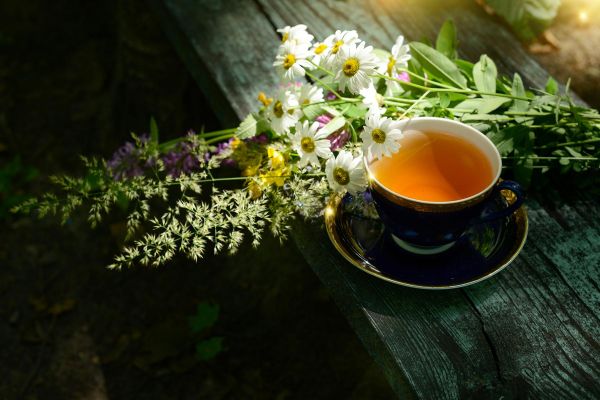 Экскурсия с чаепитием в сад и дом-музей Ракицкого в Тарусе