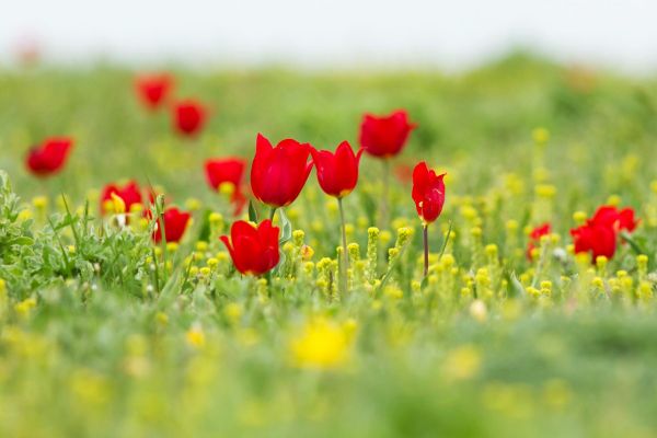 Весенний тур по Калмыкии: цветение тюльпанов и знакомство с буддизмом