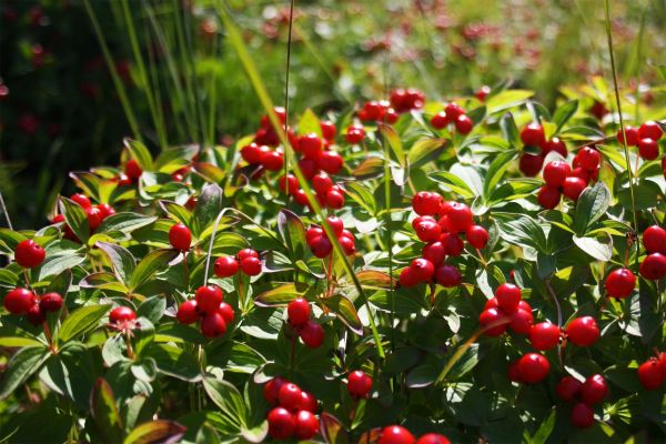 Экскурсия в тайгу в Онежского полуострова