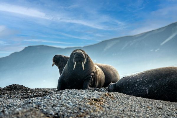 Анадырь, поселок Эгвекинот и остров Врангеля: тур на Чукотку на 9 дней