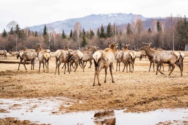 Экскурсия в Долину царей, Туран и на ферму маралов из Кызыла