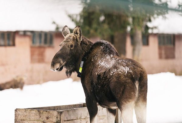 Экскурсия на Сумароковскую лосиную ферму