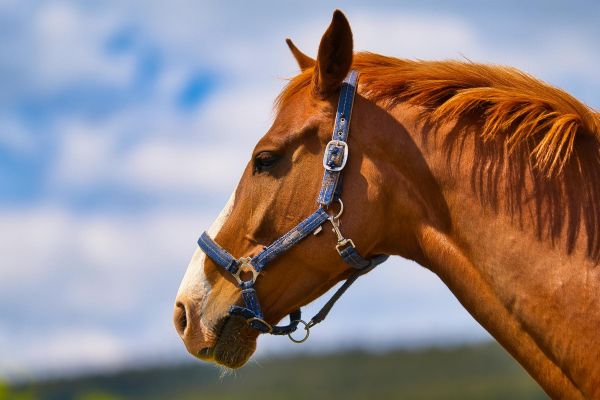 Конный тур в Карачаево-Черкесию: 8 дней в горах с инструкторами