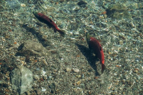 Рыболовный тур на Камчатку на 6 дней