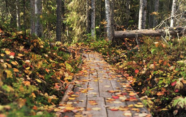 Экскурсия в Пинежский заповедник из Архангельска