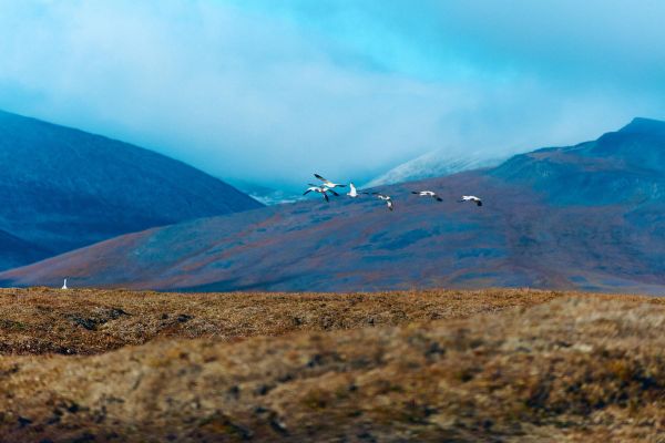 Остров Врангеля, белые медведи и киты: тур на Чукотку на 5 дней