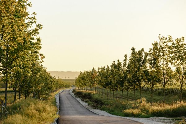 Экскурсия с дегустацией на винодельню «Долина Лефкадия»