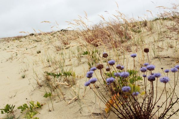 Экскурсия на Куршскую косу из Калининграда