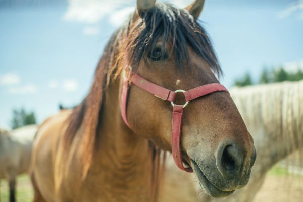 Конные экскурсии в КСК «Золотой Мустанг»