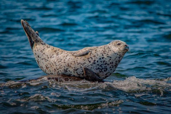 Тур в Хабаровский край на 7 дней: тюлени, шаманы, рыбалка
