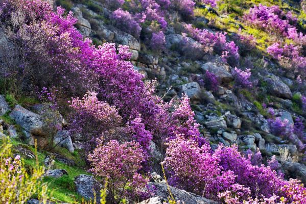 Весенний тур на Алтай на цветение маральника на 5 дней