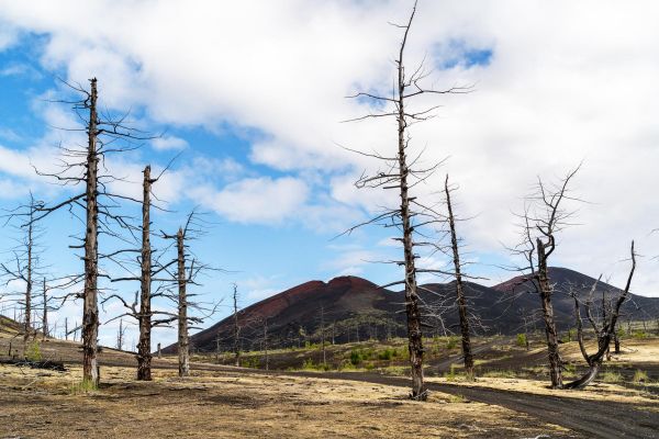 Тур на Камчатку: косатки, Мертвый лес и все вулканы за 10 дней