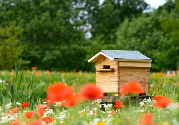 Экскурсия на пасеку под Астраханью