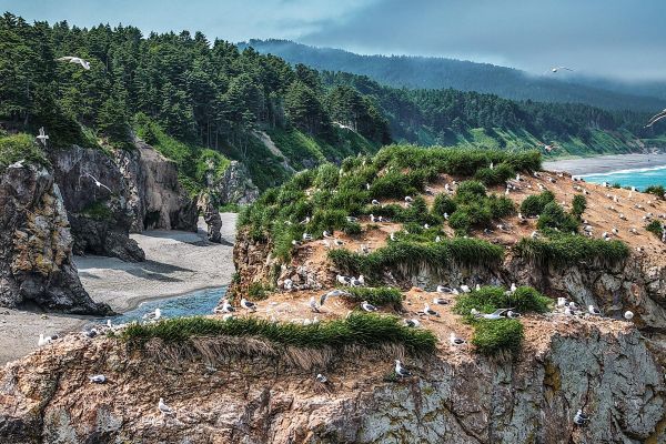 Экскурсия на мысы Птичий и Великан из Южно-Сахалинска