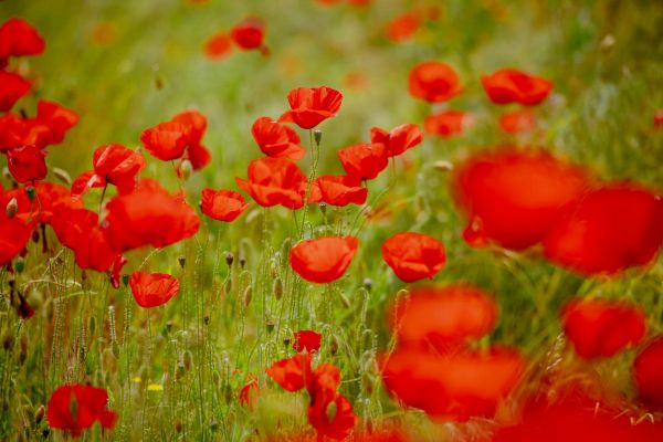 Фотосессия и пикник в тюльпановых полях в степи