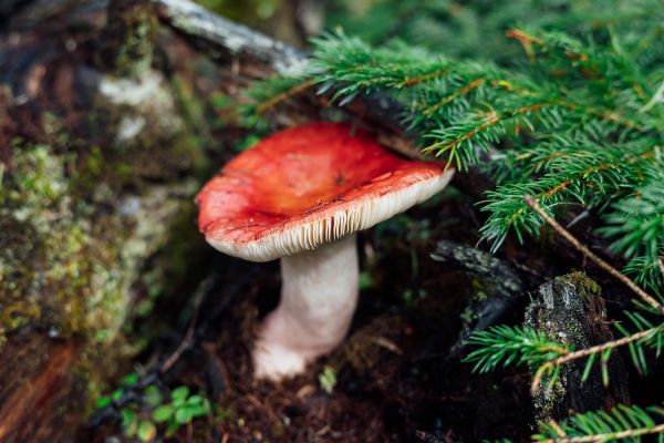 Тур к китам бухты Врангеля на 9 дней из Хабаровска