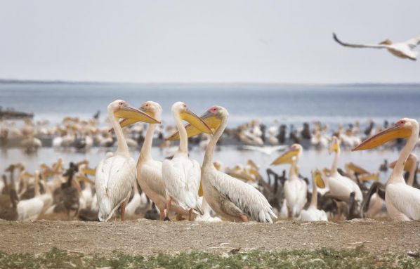 Тур в Калмыкию на 6 дней с экскурсиями в заповедник «Черные земли»