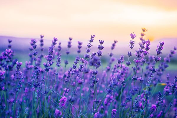 Фотосессия в лавандовых полях в Новороссийске