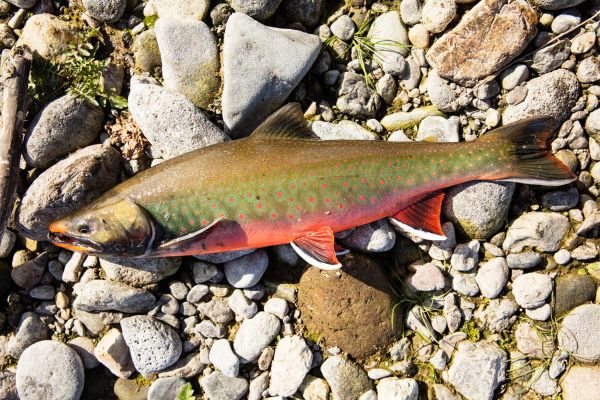 Рыболовный тур на Камчатку на 6 дней