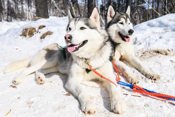 Катание на собачьих упряжках по тайге и льду Байкала в Листвянке