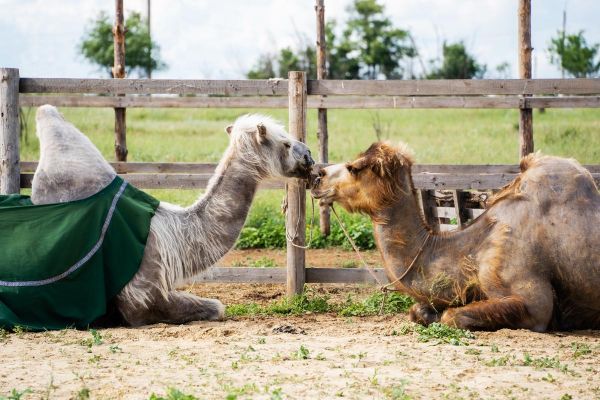 Тур в Калмыкию на 6 дней с экскурсиями в заповедник «Черные земли»