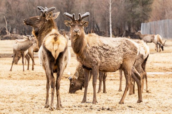 Экскурсия в Долину царей, Туран и на ферму маралов из Кызыла