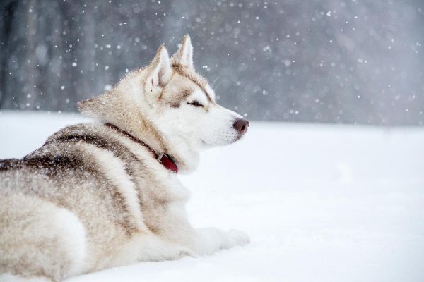 Экскурсия в питомник хаски и катание на собачьих упряжках