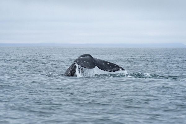Тур на Чукотку на 10 дней с посещением мыса Дежнёва