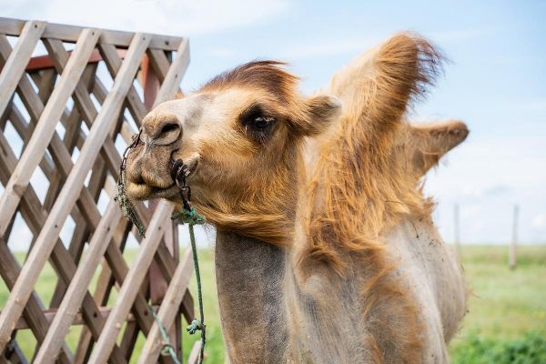 Тур в Калмыкию: буддийские храмы, быт кочевников и розовые озёра