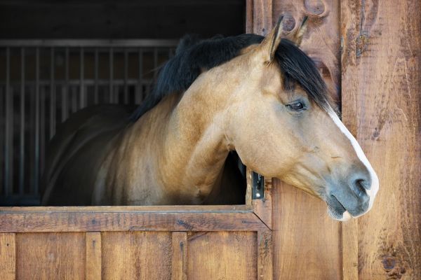 Экскурсия на конюшню XIX века