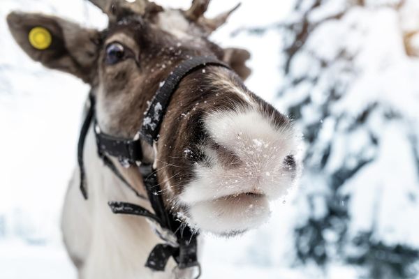 Тур в Мурманск и Териберку: киты, северное сияние, айс-флоатинг