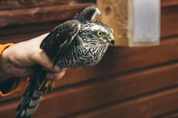 Экскурсия на орнитологическую станцию на Куршской косе